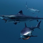 3D_Tiger_Shark.jpg