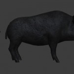 boar