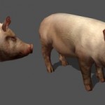 pig