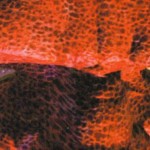 u9eyes