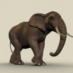 elephant