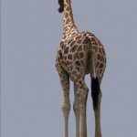 giraffe1