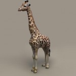 giraffe2