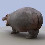 hippo14