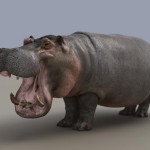 hippo7