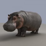 hippo9