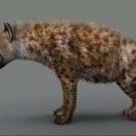 hyena1