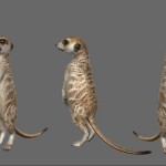 meerkat